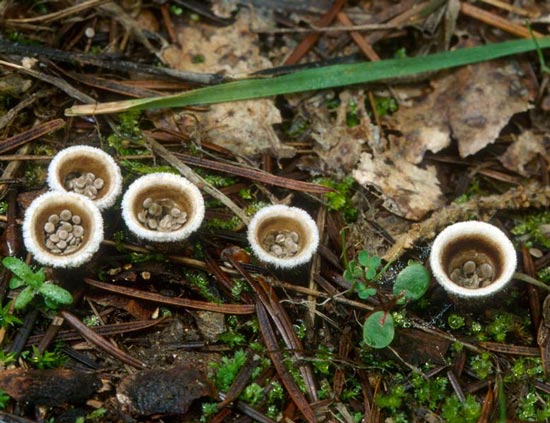 Bird's Nest Fungus:Nidula candida - Mushroom Species Images